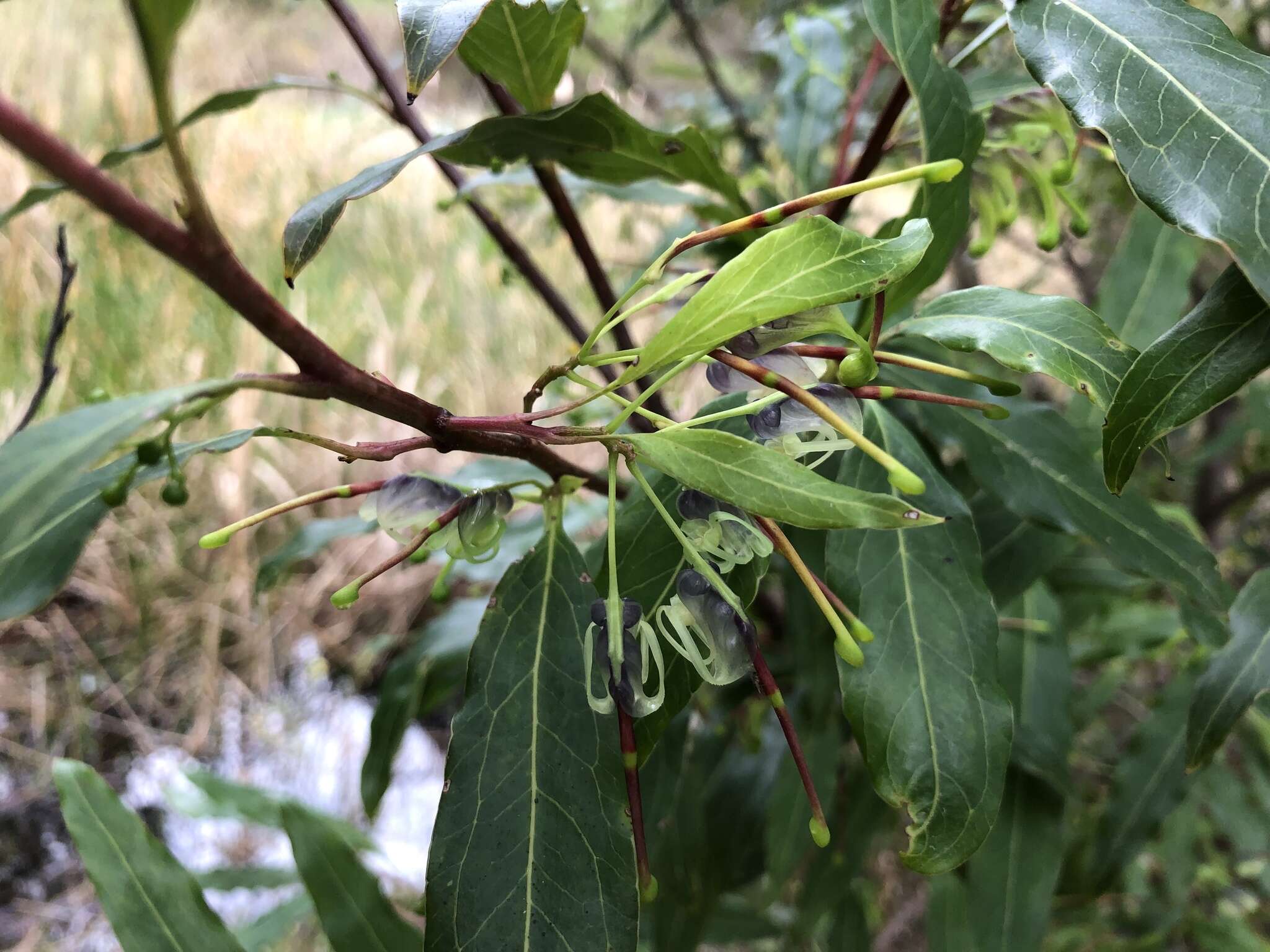 صورة Grevillea shiressii Blakely