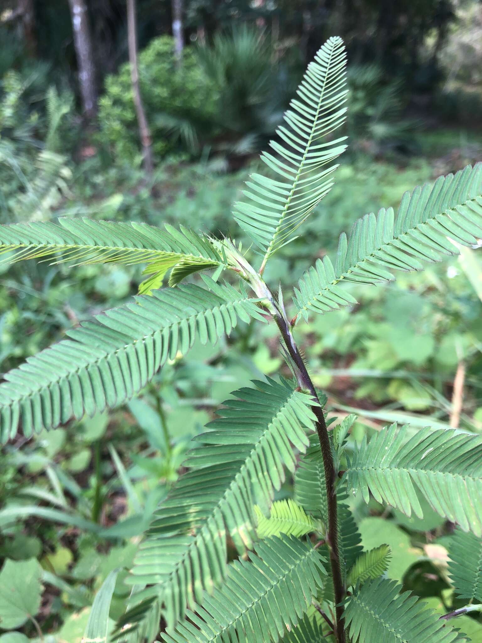 Sivun Chamaecrista nictitans var. aspera (Elliott) Torr. & A. Gray kuva