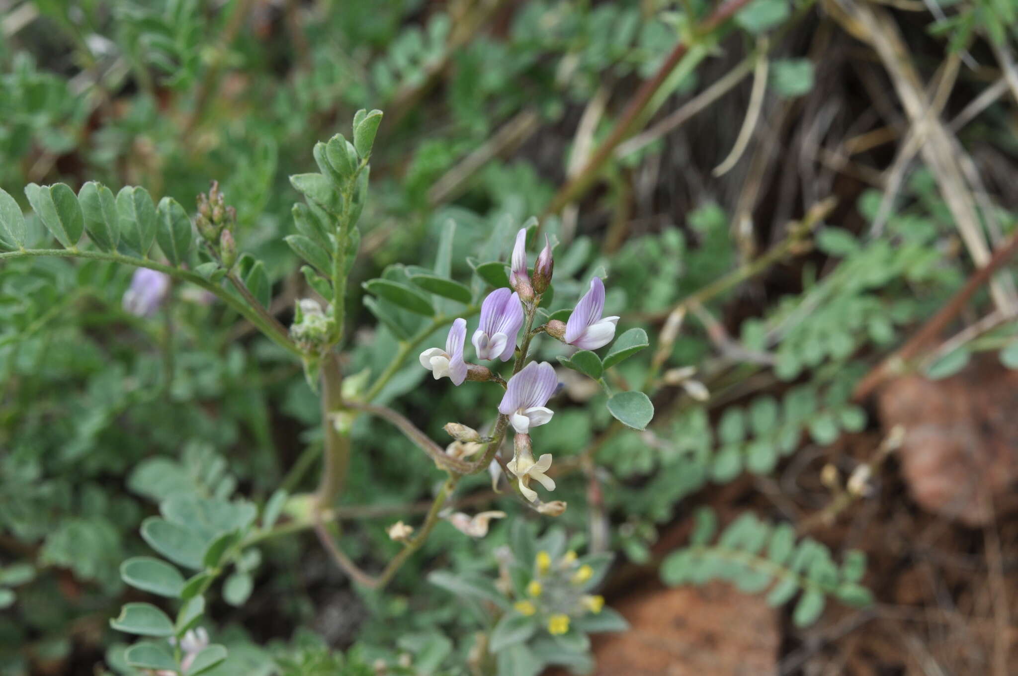 Image of Front Range milkvetch