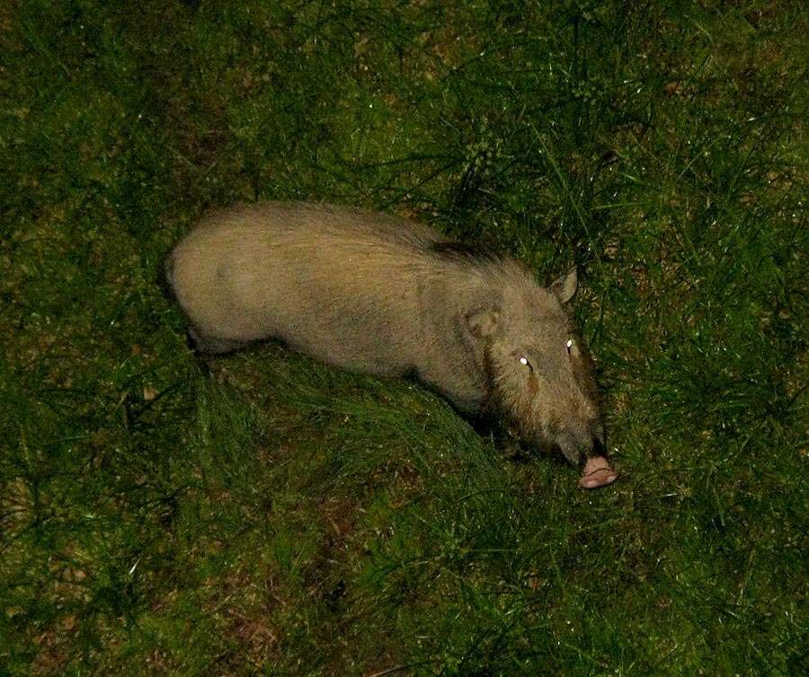 Image of Bearded Pig