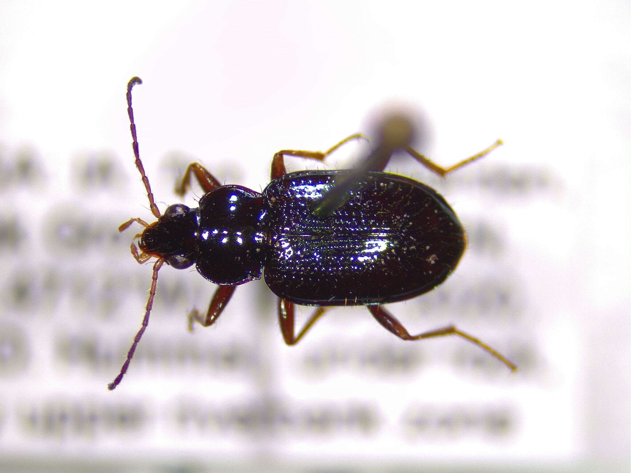 Bembidion (Hydrium) levigatum Say 1823的圖片