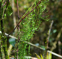 Sivun Scyphostelma microphylla (Kunth) Liede & Meve kuva