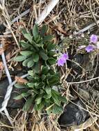 Image of Algerian sea lavender