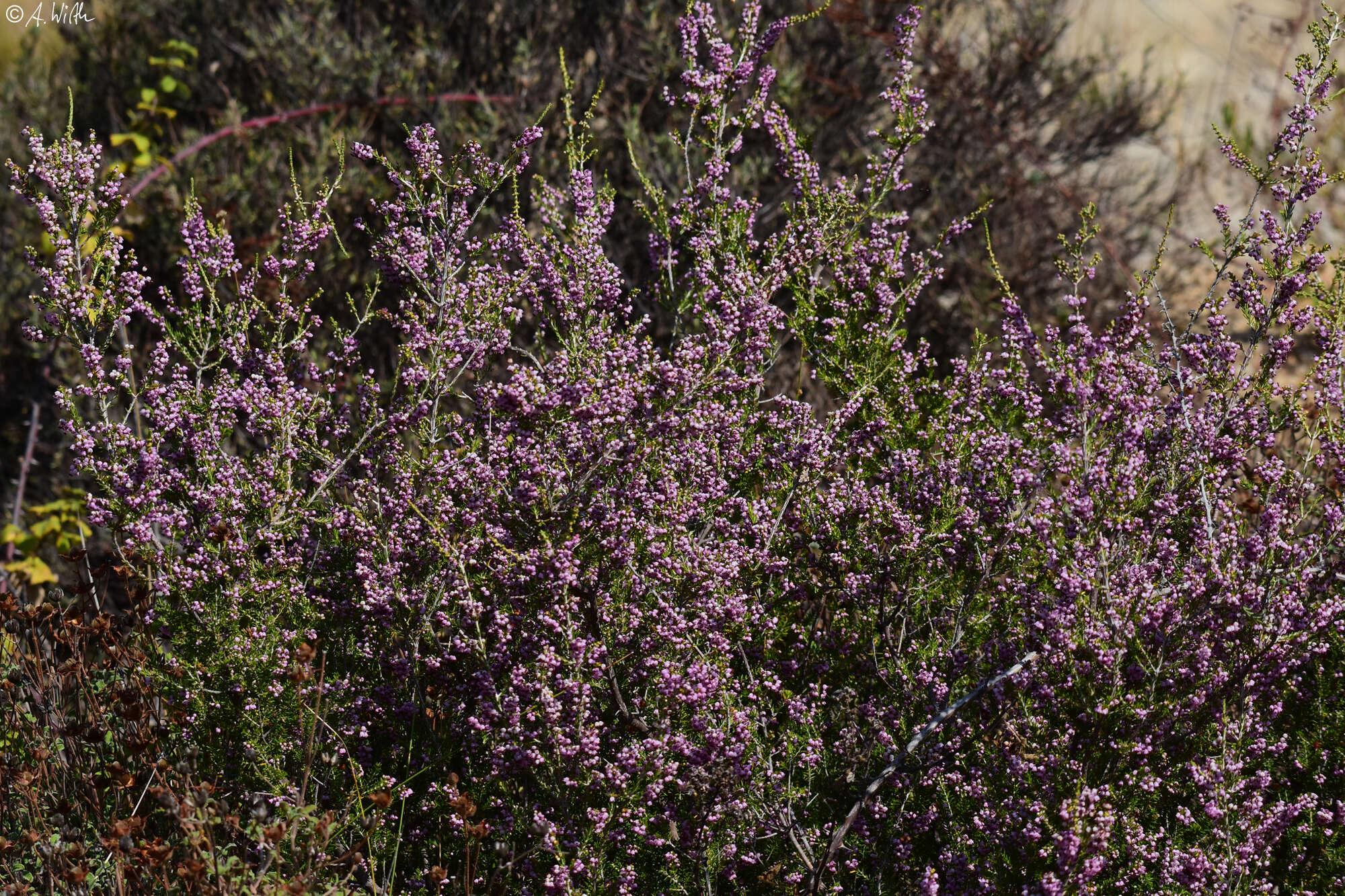 Imagem de Erica manipuliflora Salisb.