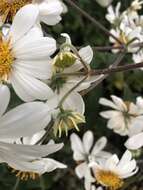 Image of Daisy tree