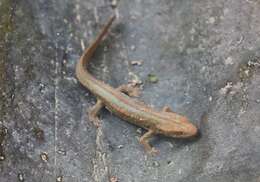 Image of Guizhou Warty Newt