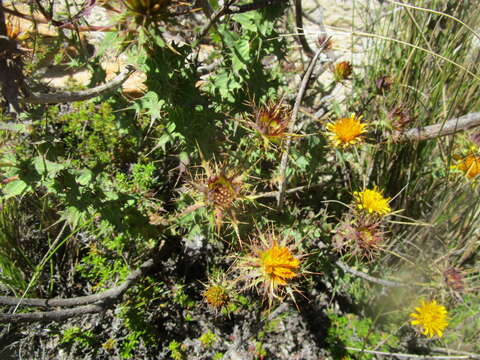 Image of Berkheya cruciata subsp. cruciata