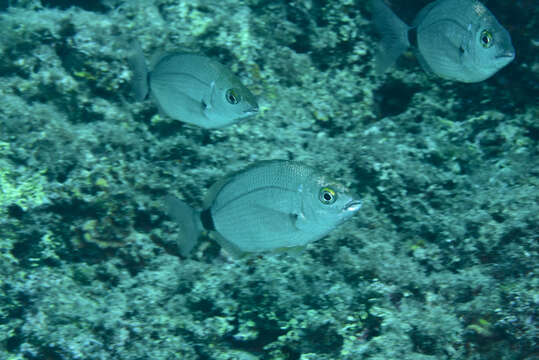 Image of Annular Seabream