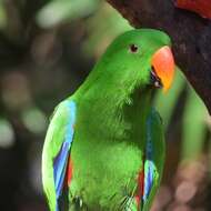 Image de Eclectus Wagler 1832