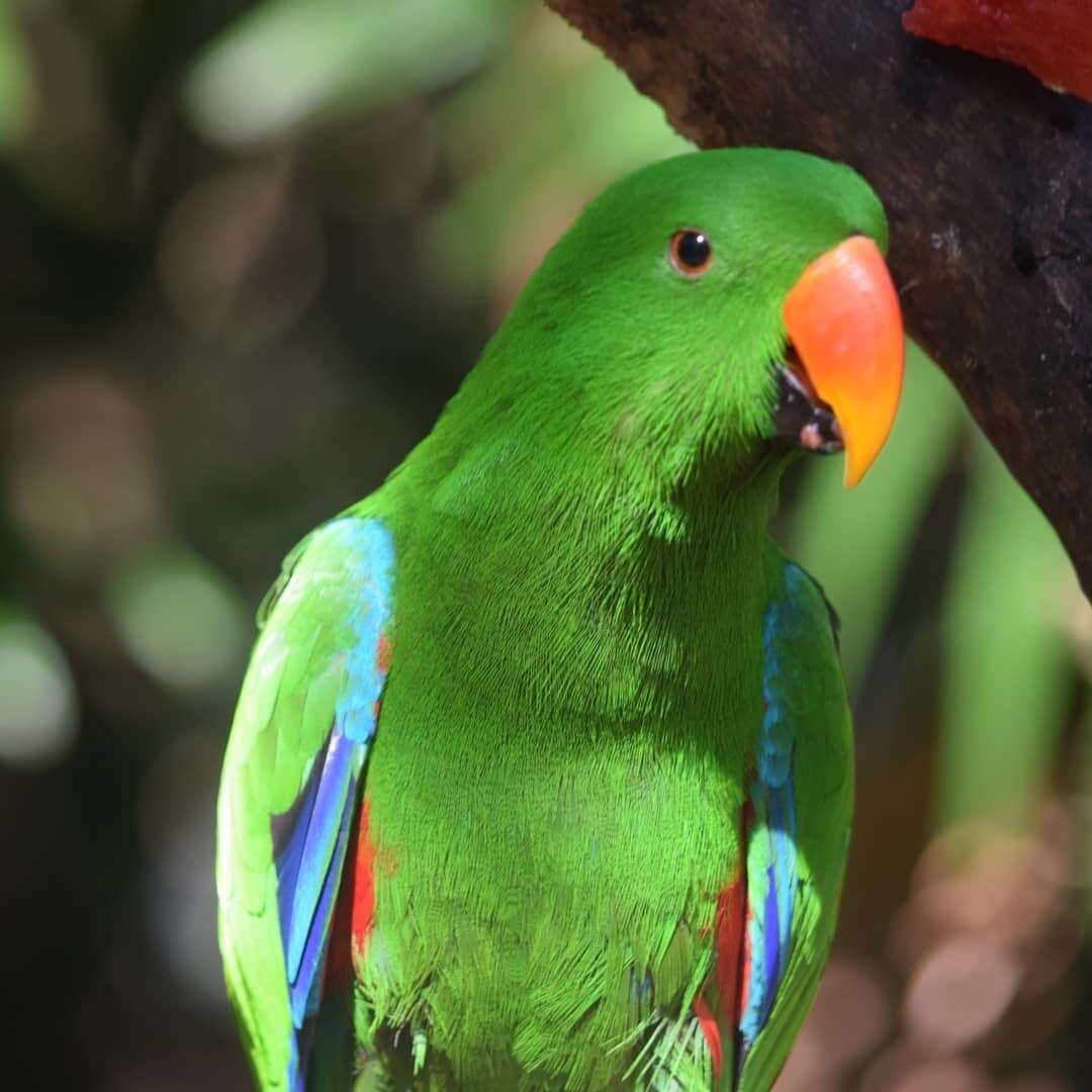 Image of Eclectus Wagler 1832