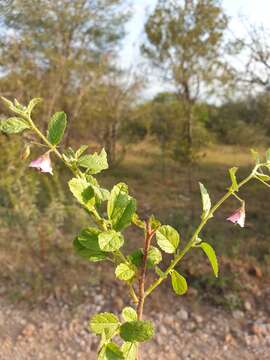 Image of Hermannia boraginiflora Hook.