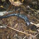 Image of Plethodon kisatchie Highton ex Highton, Maha & Maxson 1989