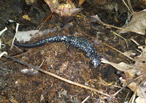 Image of Plethodon kisatchie Highton ex Highton, Maha & Maxson 1989