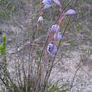 Image of Bell sun orchid