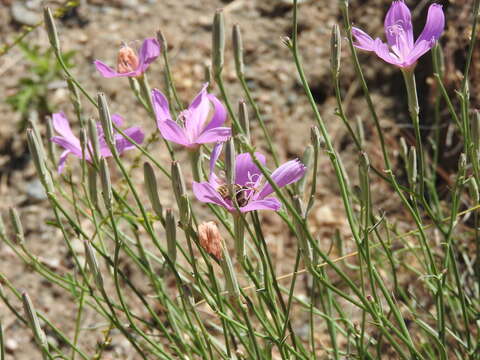 Image of largeflower skeletonplant