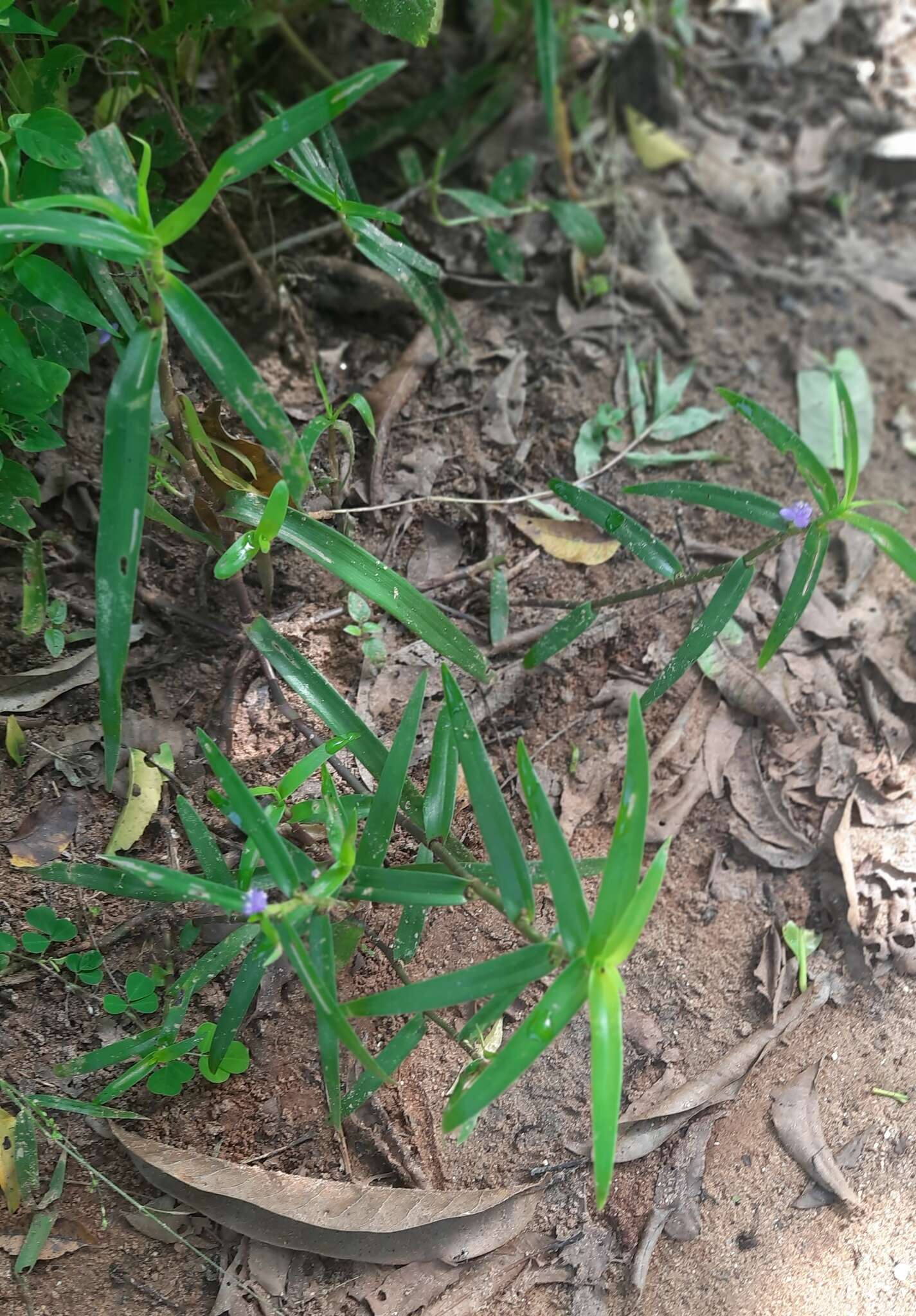 鞘苞花的圖片