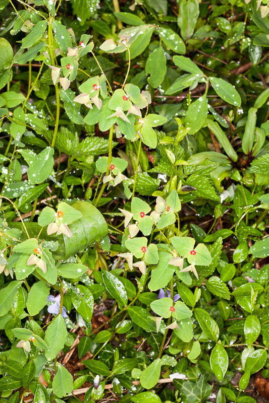 Image of sweet spurge