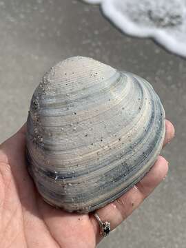 Image of Südliche Quahog-Muschel