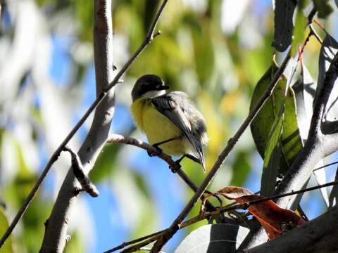 Imagem de Gerygone olivacea (Gould 1838)