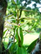 Слика од Prosthechea bulbosa (Vell.) W. E. Higgins