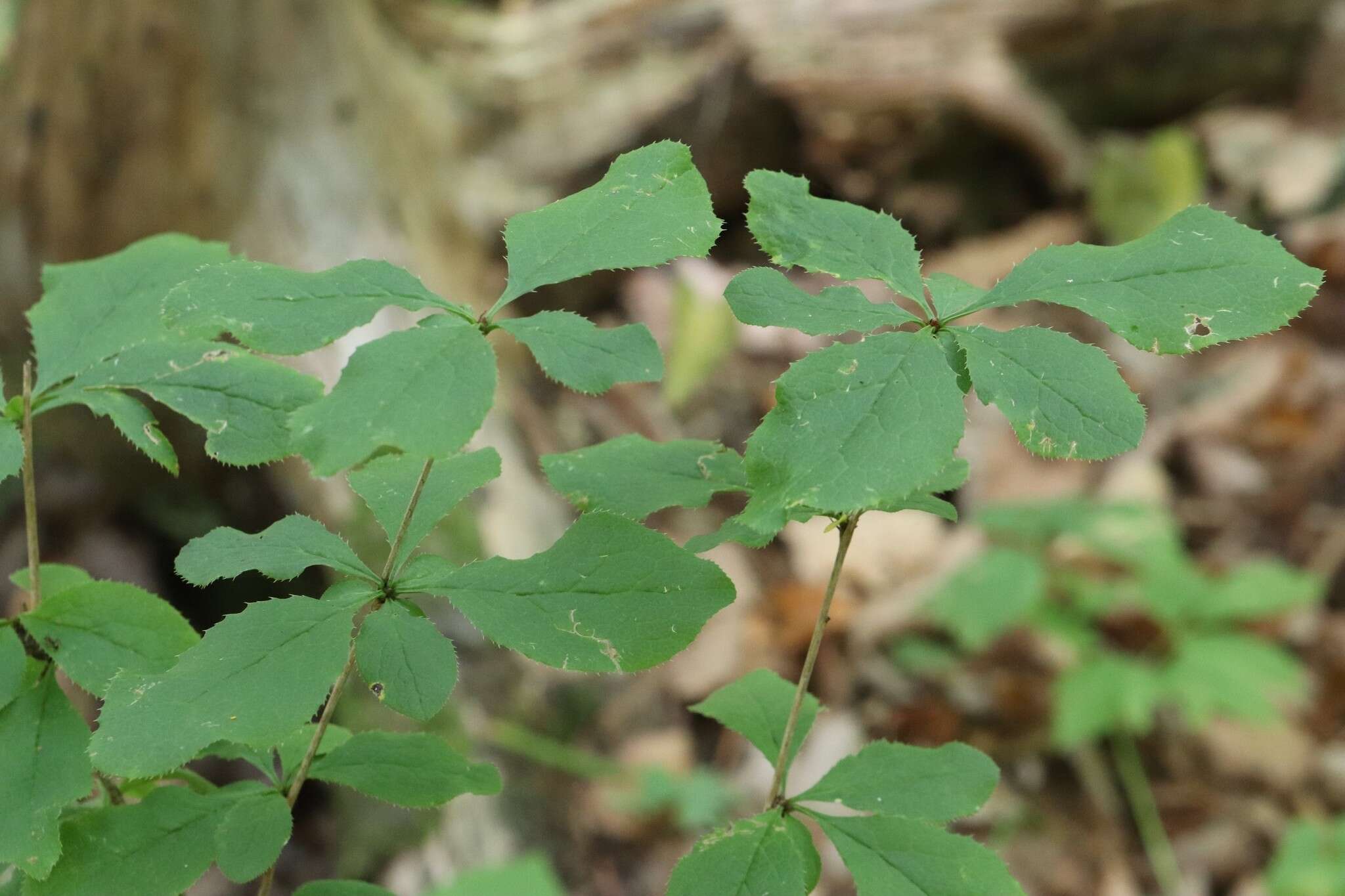 Image of Berberis amurensis Rupr.