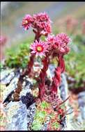 Image of Sempervivum vicentei subsp. cantabricum (Huber) Fdz. Casas & Munoz Garmendia