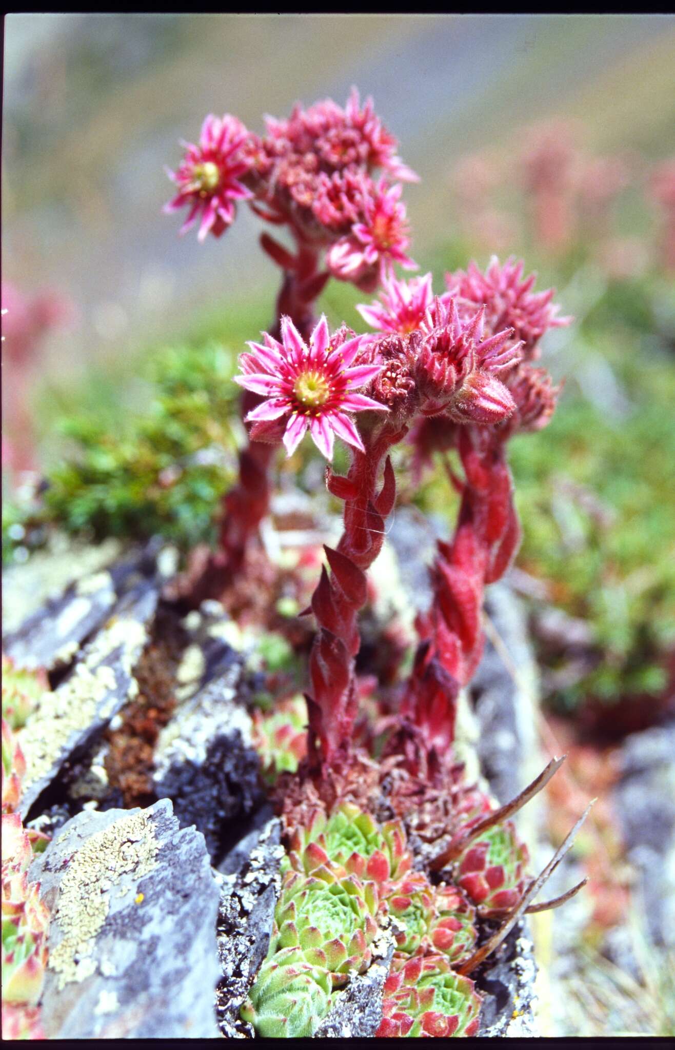 Image of Sempervivum vicentei subsp. cantabricum (Huber) Fdz. Casas & Munoz Garmendia