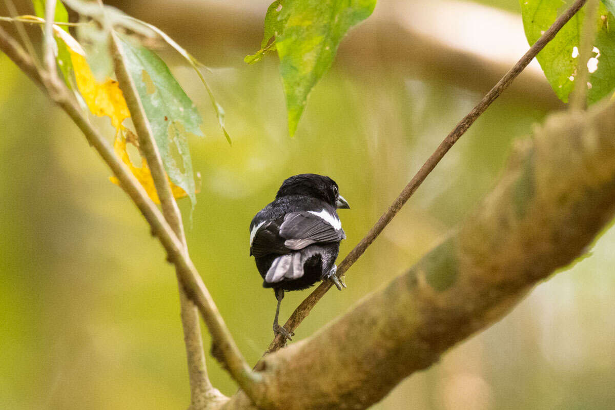 Image of White-shouldered Tanager