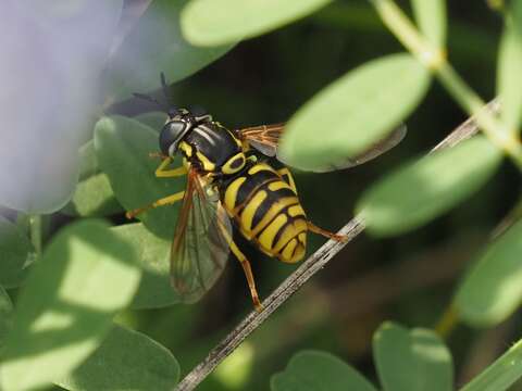 Image of Chrysotoxum octomaculatum Curtis 1837