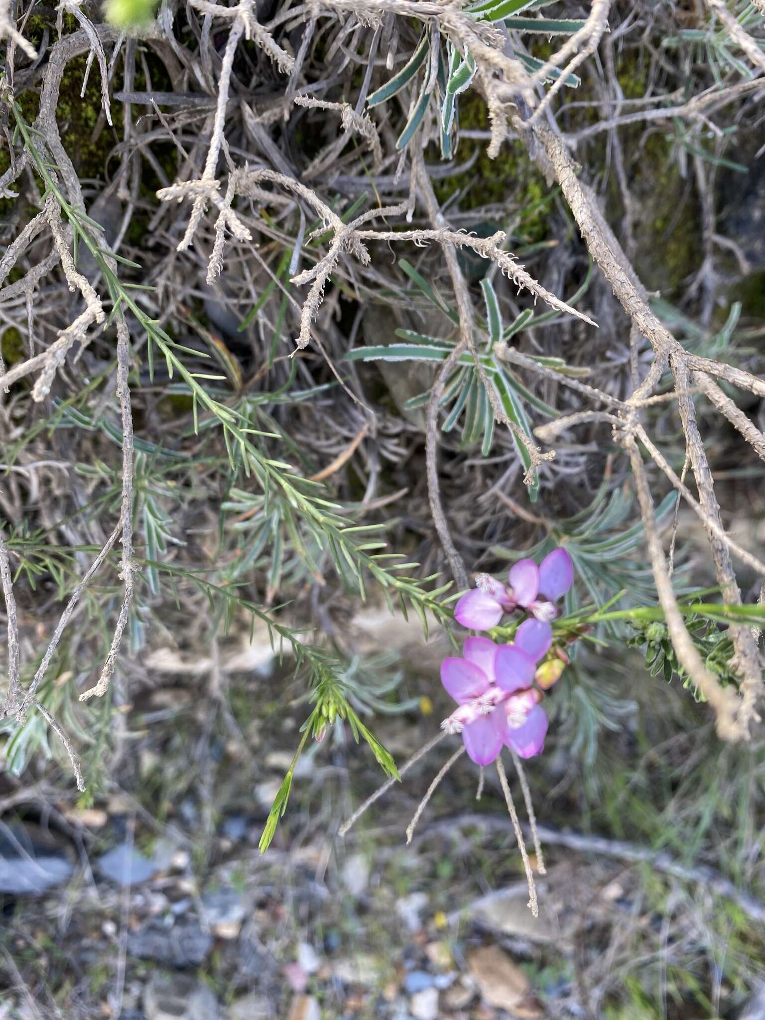 Imagem de Polygala meridionalis Levyns