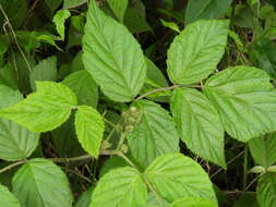 Plancia ëd Rubus parviaraliifolius Hayata