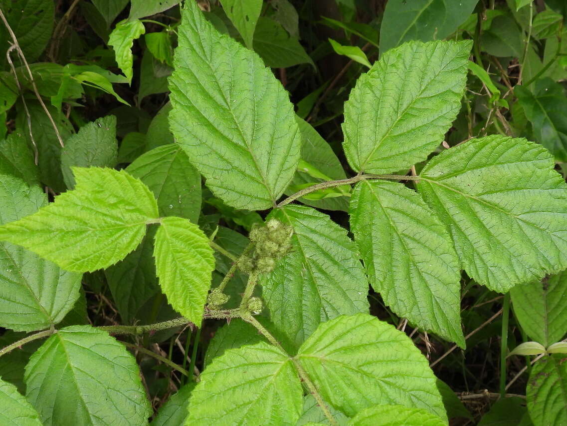 Plancia ëd Rubus parviaraliifolius Hayata