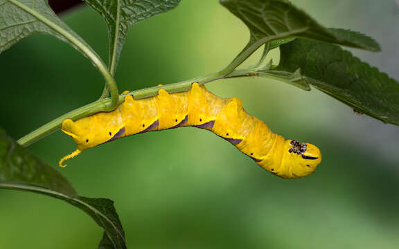 Image of Bee Robber