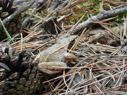 Image of Altai Brown Frog (Altai Mountains Populations)