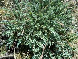 صورة Astragalus arequipensis Vog.