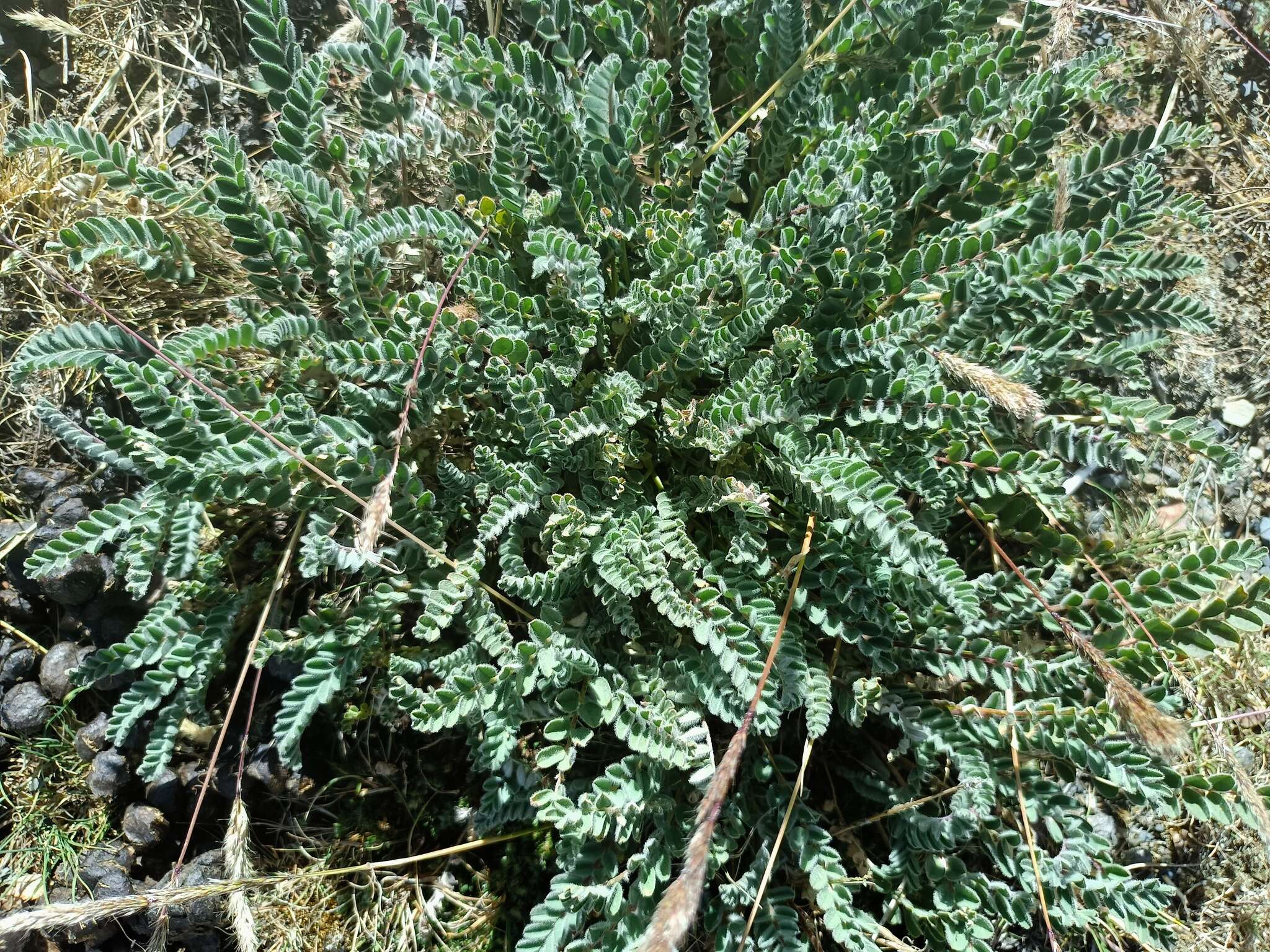 Image of Astragalus arequipensis Vog.