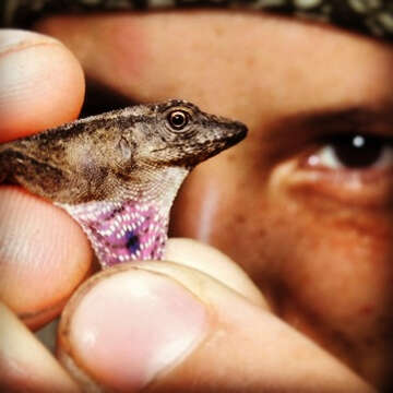 Sivun Anolis uniformis Cope 1885 kuva