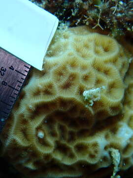 Image of Golfball coral