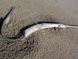 Image of Deepwater cornetfish