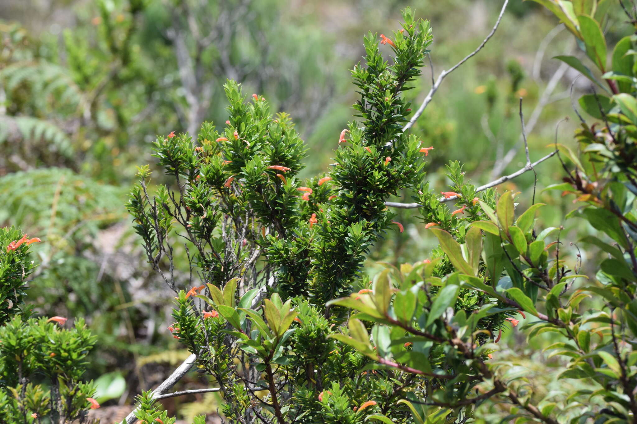 Imagem de Clinopodium taxifolium (Kunth) Govaerts