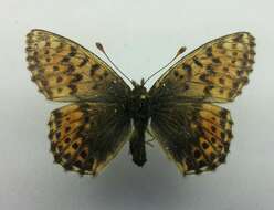 Image of Alaskan Fritillary