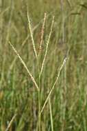 Image of Paspalum wrightii Hitchc. & Chase