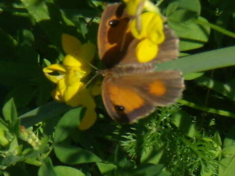 Image of hedge brown