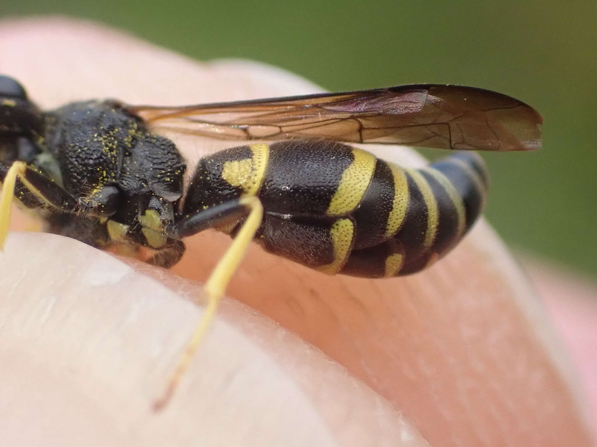 Image of Ancistrocerus nigricornis (Curtis 1826)