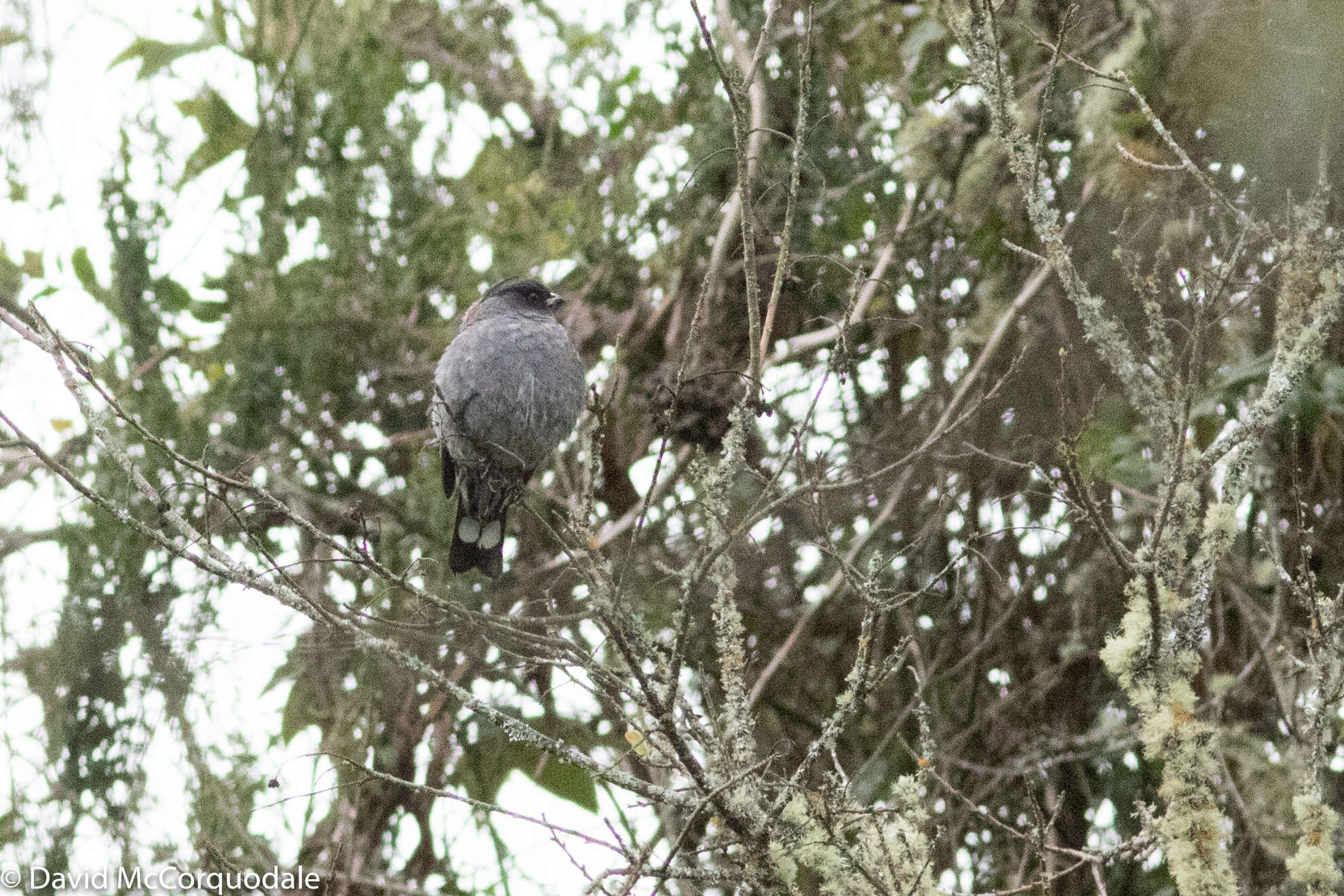 Image of Crested Cotingas