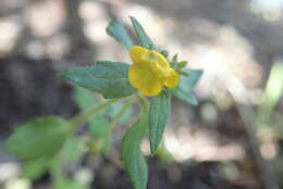 Image of Hemimeris racemosa (Houtt.) Merrill