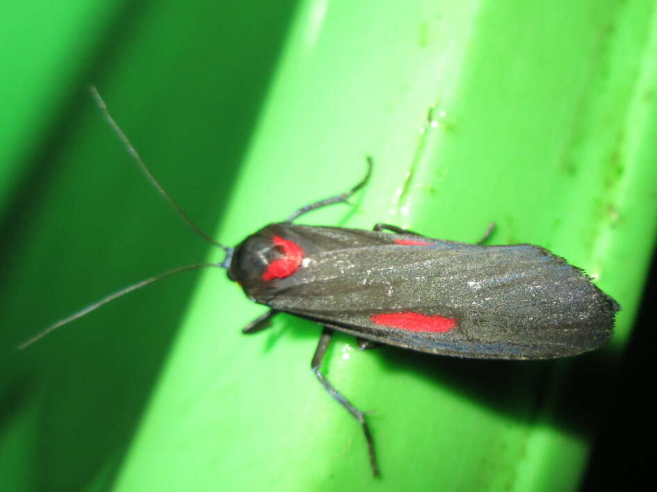 Image of Cyana tettigonioides (Heylaerts 1892)