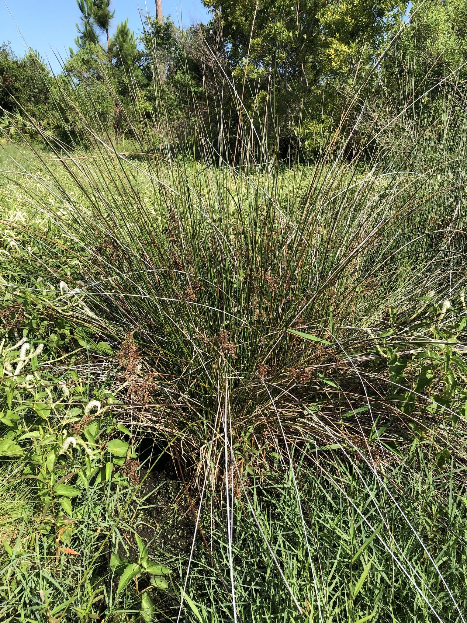 Image of needlegrass rush