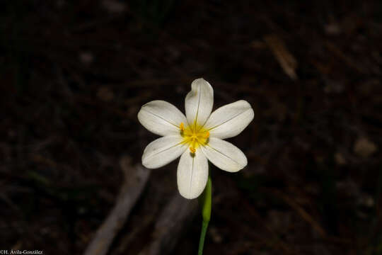 Image of Sisyrinchium cholewae Espejo, López-Ferr. & Ceja