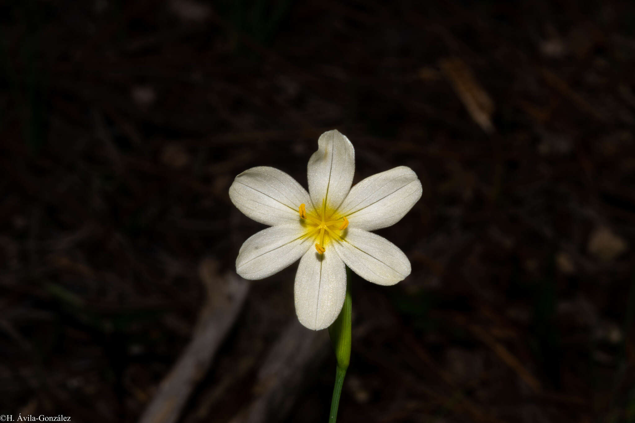 Sisyrinchium cholewae Espejo, López-Ferr. & Ceja resmi